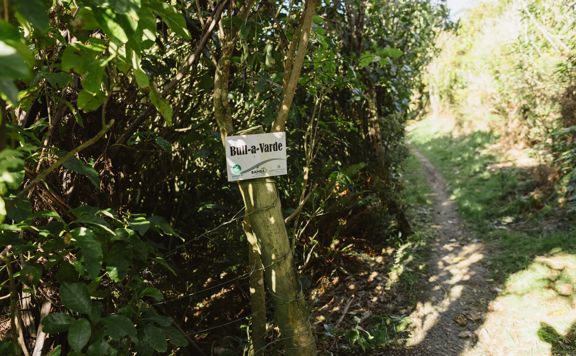 The Bull-A-Varde track in Belmont Regional Park cuts through trees on a single track.