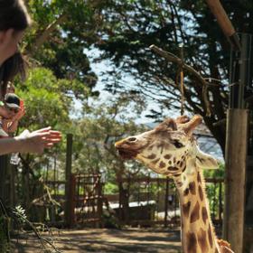 A group of people leaning against a wooden railing, looking at a giraffe at the Wellington Zoo.