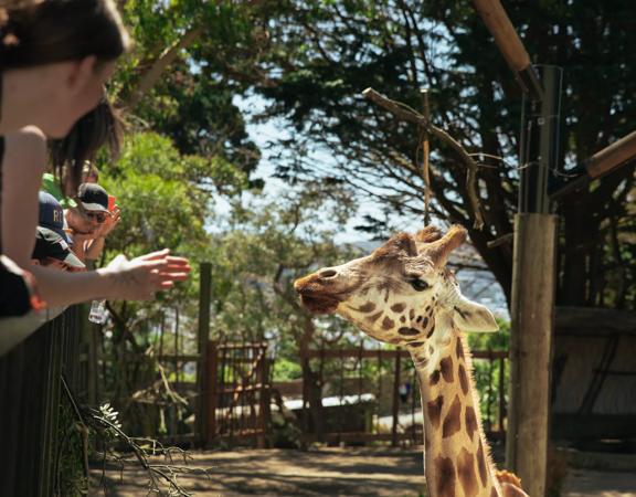 A group of people leaning against a wooden railing, looking at a giraffe at the Wellington Zoo.