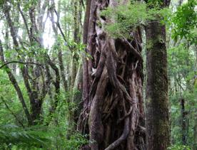 The Kiriwhakapapa Road Tararua Forest Park screen location, featuring walking trails and campsite opportunities in wild, natural landscapes.