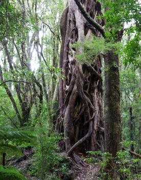 The Kiriwhakapapa Road Tararua Forest Park screen location, featuring walking trails and campsite opportunities in wild, natural landscapes.