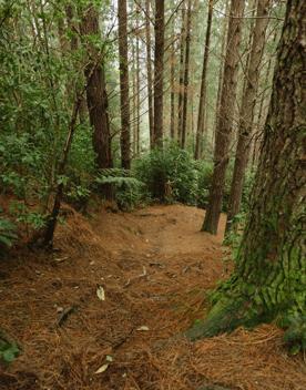 The Bees 2 Bridge Track in Tunnel Gully, Upper Hutt. The trail is a mixture of clay and fir, cutting through a pine forest.