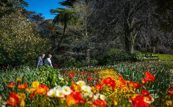 Looking through a flower garden as two people walk along a path in the Botanic Gardens.