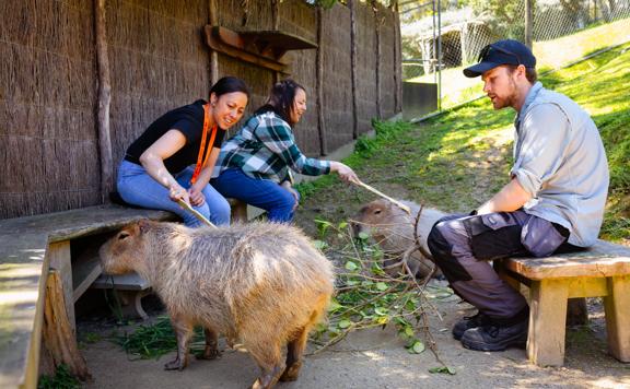 Two people use sticks to scratch capibaras during a close encounter experience at Wellington Zoo.