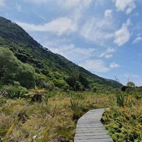 A boardwalk through flax on the Rangatira Loop Walk on Kapiti Island.