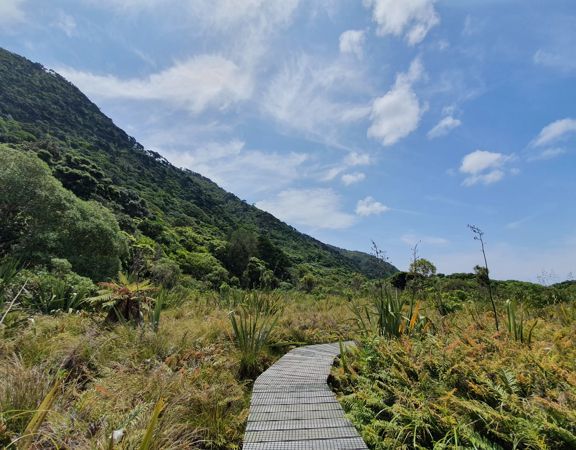 A boardwalk through flax on the Rangatira Loop Walk on Kapiti Island.