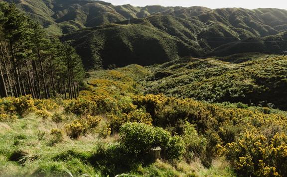 The Borderline trail in Belmont Regional Park, a gravel and grass trail down grassy hills.