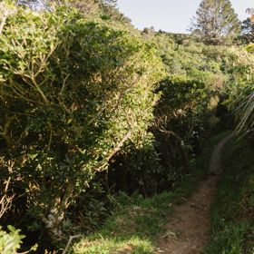 The Nevay Link track at Centennial Reserve in Miramar.