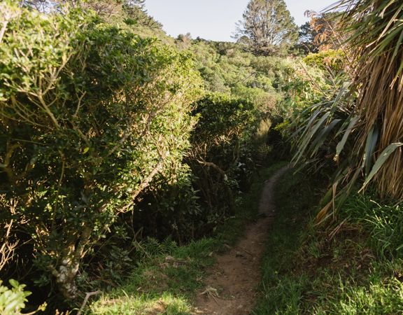 The Nevay Link track at Centennial Reserve in Miramar.