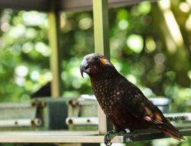 A kākā rests on a feeder at Zealandia.