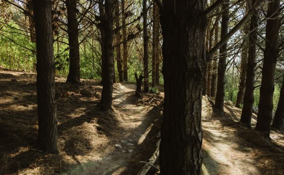 A section of Blaster, a mountain bike track in Ngā Ara o Rangituhi, winding amongst pine trees.
