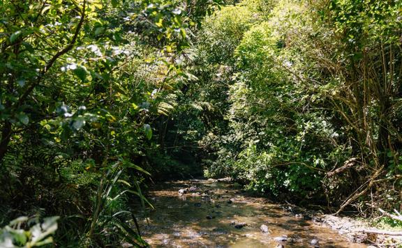 A section of trail on Te Ara Pinaki in Ōtari-Wilton's Bush. The lush green nature contrasts with the brown trail below.