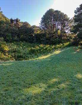 The screen location of Mount Victoria Town Belt, with lush green native bush and panoramic views across Wellington.