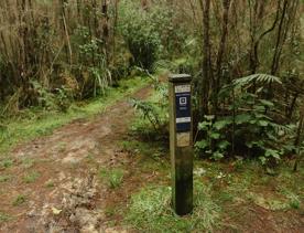 The Bees 2 Bridge Track in Tunnel Gully, Upper Hutt. The trail is a mixture of clay and fir, cutting through a pine forest.