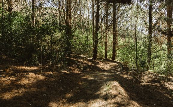 A section of Blaster, a mountain bike track in Ngā Ara o Rangituhi, winding amongst pine trees.