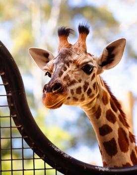 A giraffe peaks over a fence at Wellington Zoo.