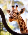 A giraffe peaks over a fence at Wellington Zoo.