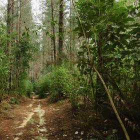 The Taniwha Trail in Tunnel Gully. It shows the clay trail through pine trees.