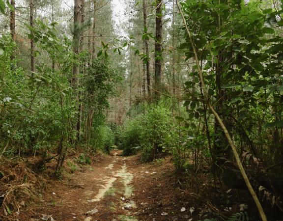 The Taniwha Trail in Tunnel Gully. It shows the clay trail through pine trees.