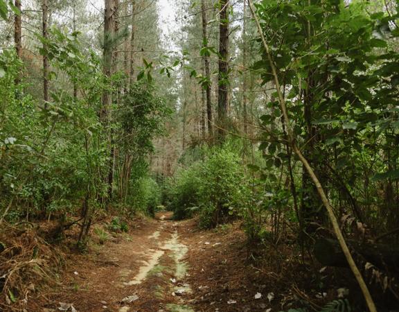 The Taniwha Trail in Tunnel Gully. It shows the clay trail through pine trees.