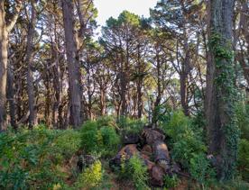 The screen location of Mount Victoria Town Belt, with lush green native bush and panoramic views across Wellington.