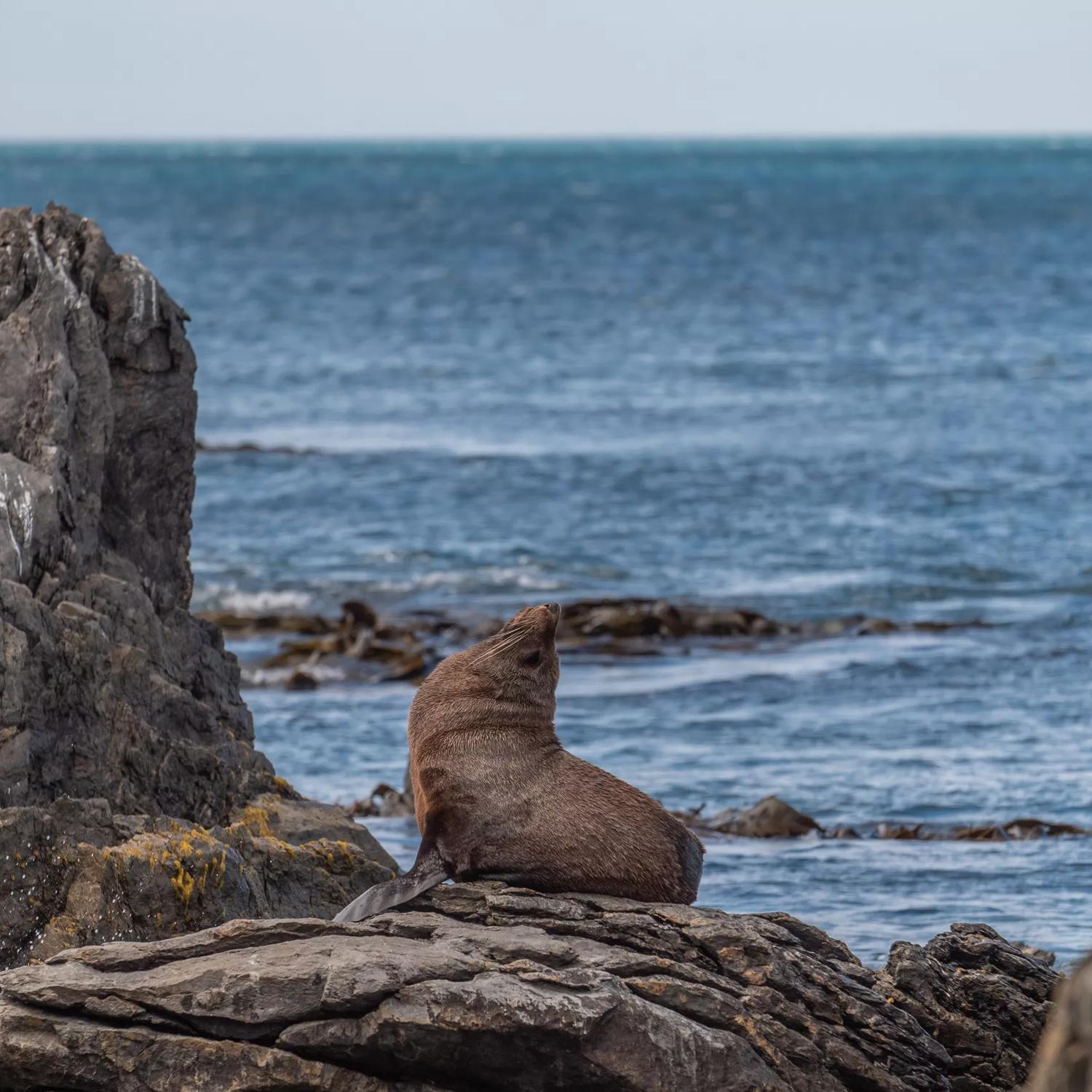 A fur seal sitting on a rock on the Red Rocks Coastal Walkway on Wellington's south coast.