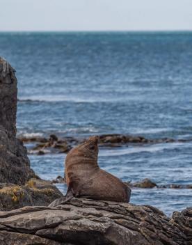 A fur seal sitting on a rock on the Red Rocks Coastal Walkway on Wellington's south coast.