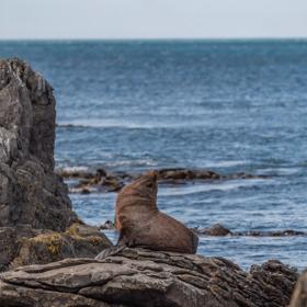 A fur seal sitting on a rock on the Red Rocks Coastal Walkway on Wellington's south coast. 