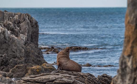 A fur seal sitting on a rock on the Red Rocks Coastal Walkway on Wellington's south coast.