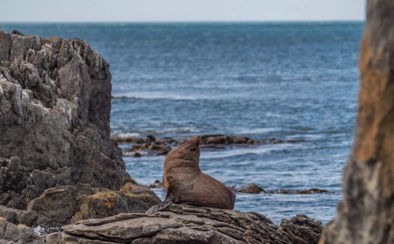 A fur seal sitting on a rock on the Red Rocks Coastal Walkway on Wellington's south coast.
