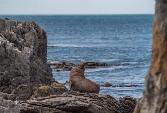 A fur seal sitting on a rock on the Red Rocks Coastal Walkway on Wellington's south coast.