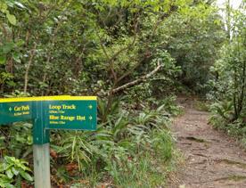 The Kiriwhakapapa Road Tararua Forest Park screen location, featuring walking trails and campsite opportunities in wild, natural landscapes.