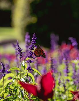 A monarch butterfly rests on a tall purple flower.