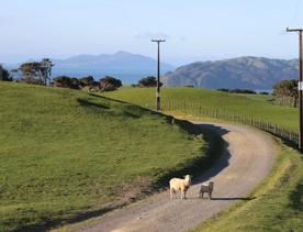 A rural setting with panoramic seascapes, Pikarere Farm is an iconic sheep and beef station overlooking Tītahi Bay in Porirua, New Zealand.