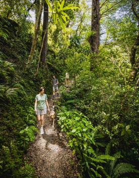 Three hikers and a dog walk along a forest trail. 