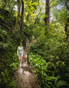 Three hikers and a dog walk along a forest trail.