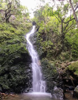 The Percy Scenic Reserve, features walking tracks, lawns, native bushes, gardens, and a large waterfall.