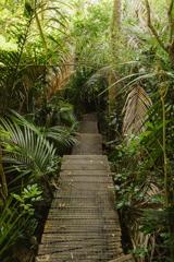 A wooden walking patch in the forest at Barry Hadfield Nikau Reserve.