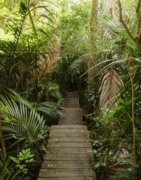 A wooden walking patch in the forest at Barry Hadfield Nikau Reserve.