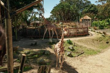 Two giraffes at Wellington Zoo.