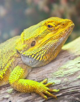 A close-up yellow lizard on a tree branch.