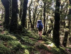 A hiker carrying a blue backpack walks through the forest surrounded by native bush.