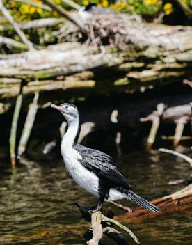 A pied shag stands on a branch hovering over the water's surface below.