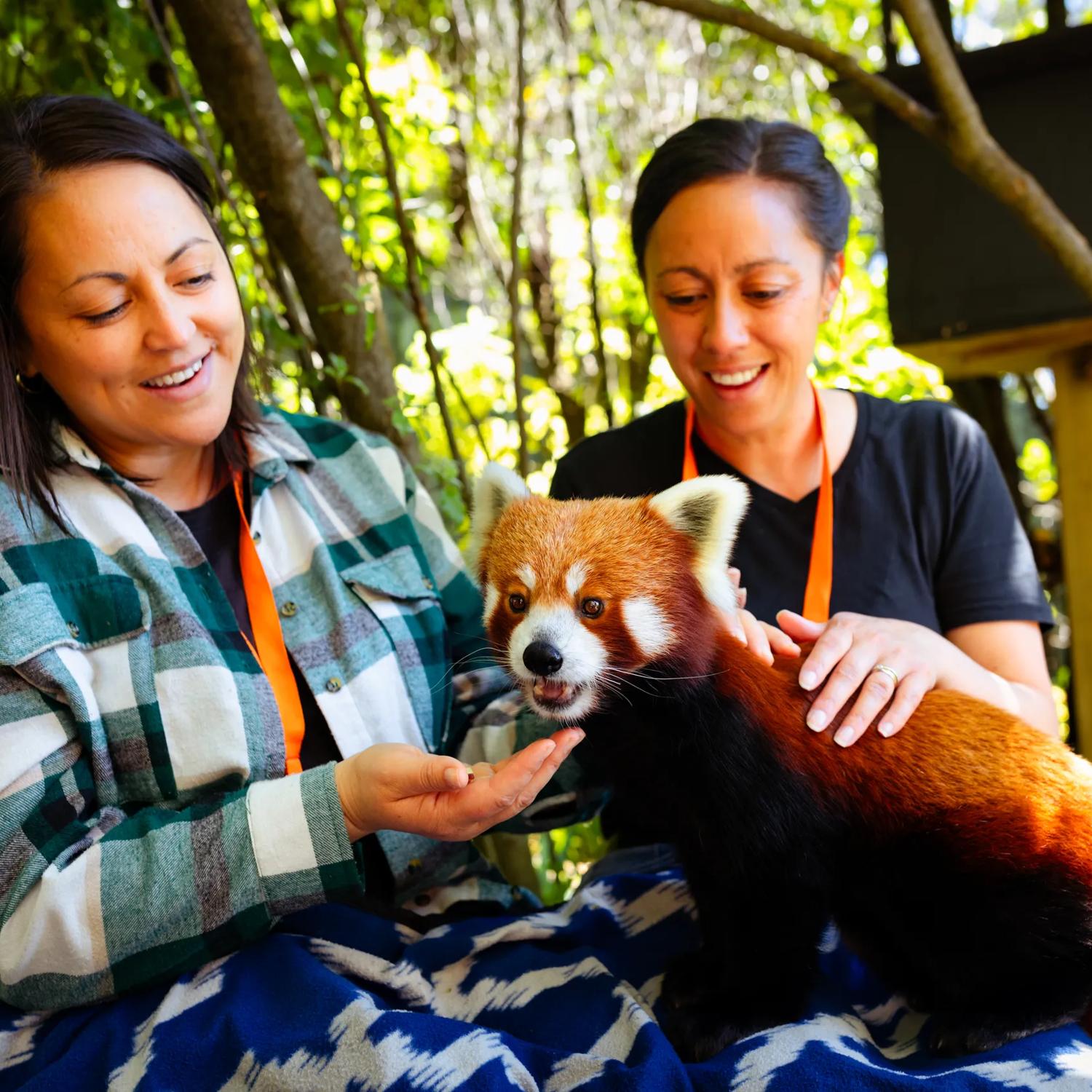 Two people feed a red panda during a Close Encounter experience at Wellington Zoo.