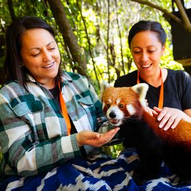 Two people feed a red panda during a Close Encounter experience at Wellington Zoo.