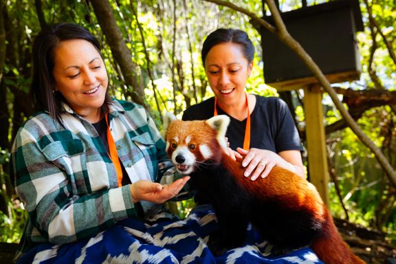 Two people feed a red panda during a Close Encounter experience at Wellington Zoo.