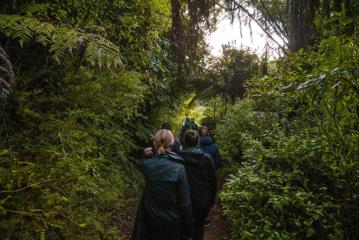 People walk through dense bush on a Twilight Tour at Zealandia.