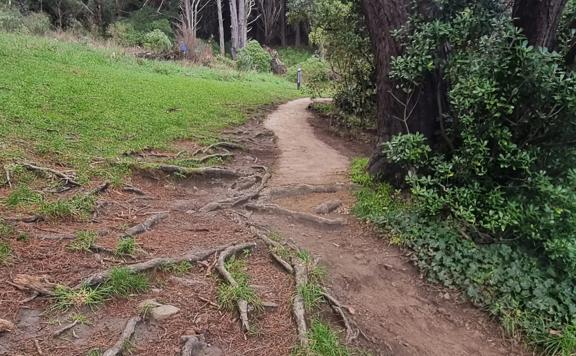 Uneven dirt pathway leading up to Mount Victoria Lookout, covered in tree roots and pine needles.