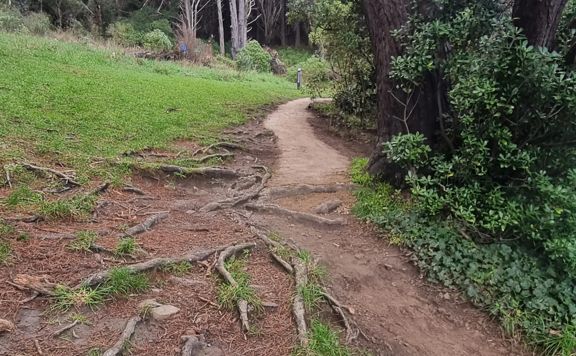 Uneven dirt pathway leading up to Mount Victoria Lookout, covered in tree roots and pine needles.