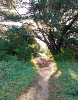 The screen location of Mount Victoria Town Belt, with lush green native bush and panoramic views across Wellington.